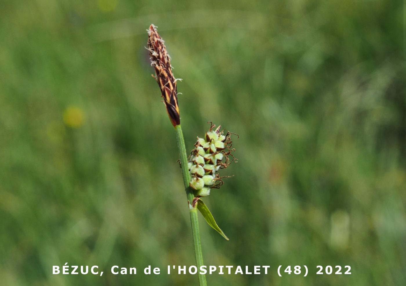 Sedge, Carnation flower